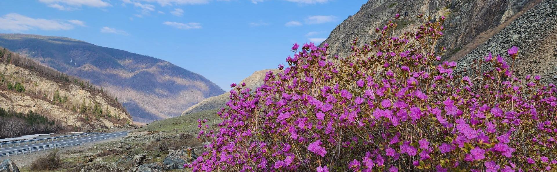 Автотур «Цветение маральника» (4 дня)