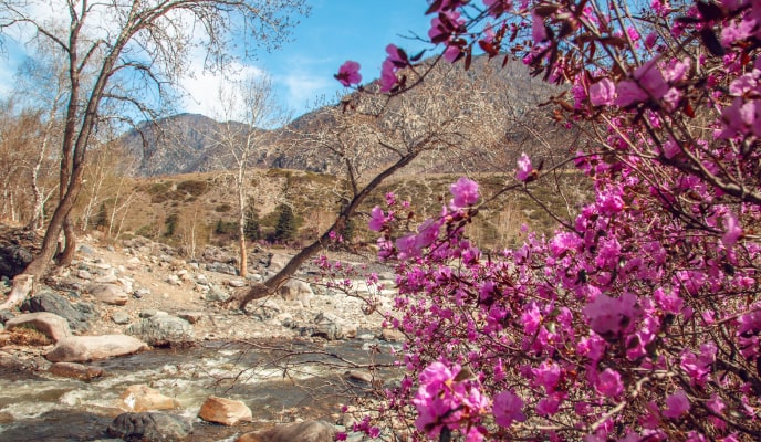 Автотур «Цветение маральника» (3 дня)