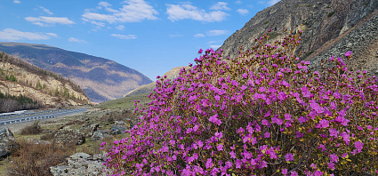 Автотур «Цветение маральника» (4 дня)