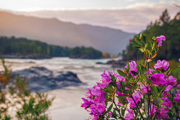 Автотур «Цветение маральника» (4 дня)